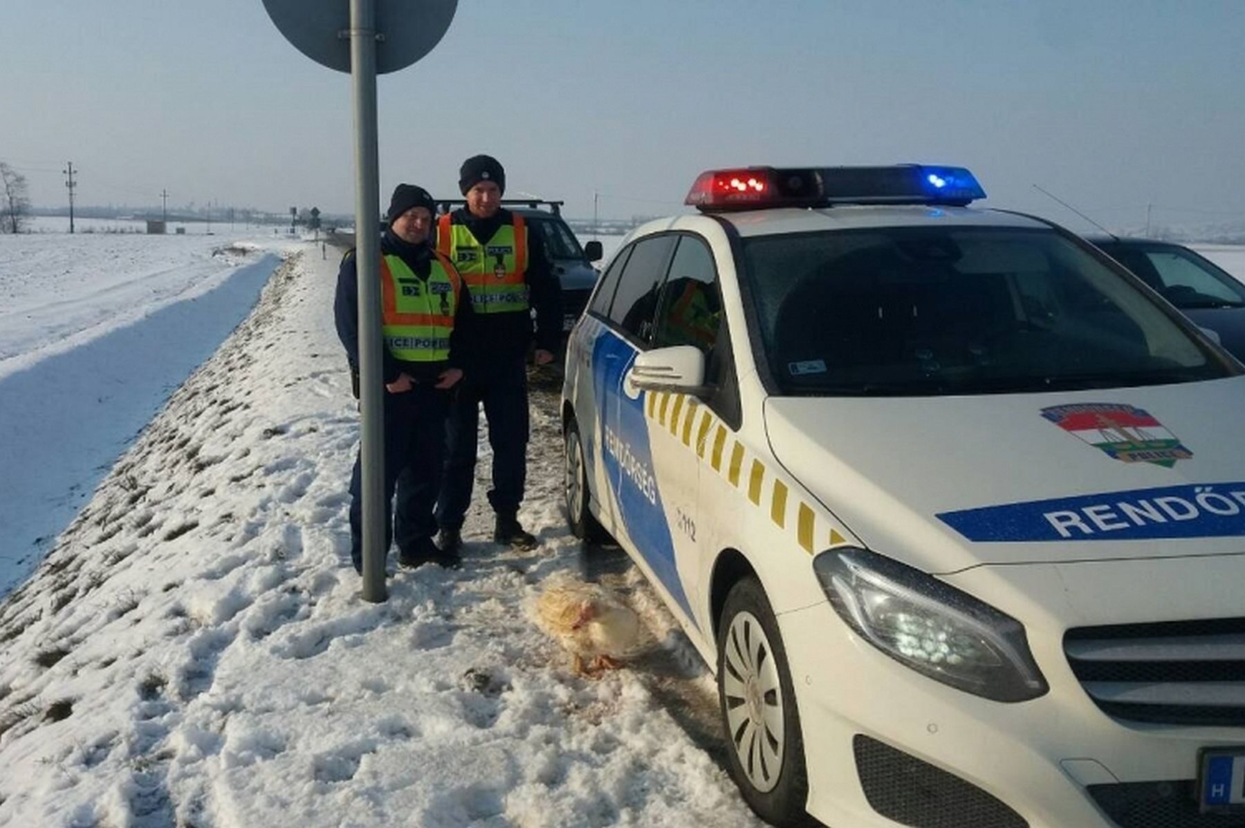Sérült madarat mentettek a fehérvári rendőrök